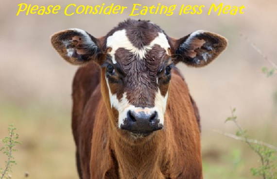 The Benefits of Eating Less Meat