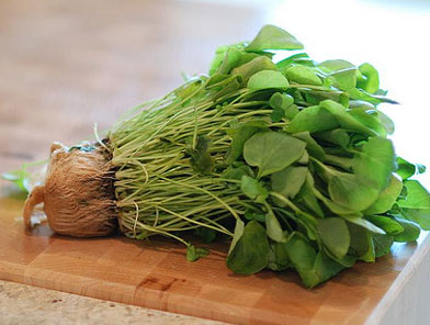 List of the Top 14 Most Nutritious Vegetables
