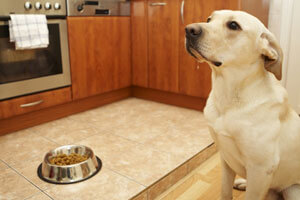 healthy kitchen with clean dog bowls